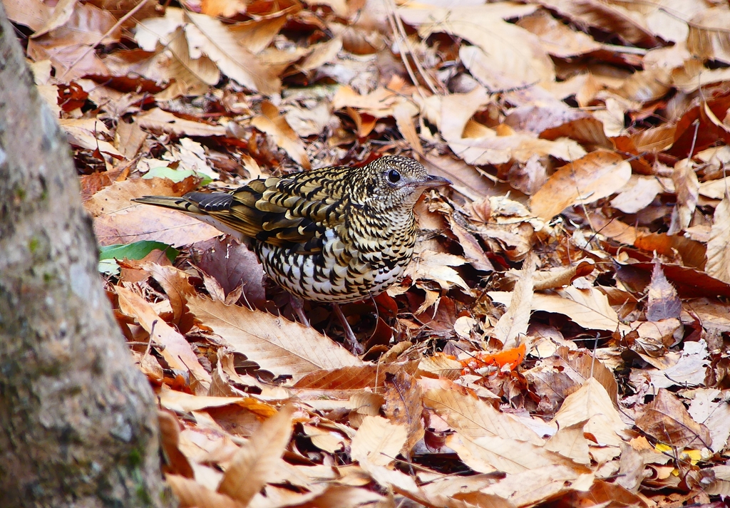 P3680332：トラツグミ_R