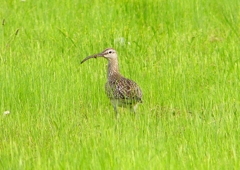 P1990741：チュウシャクシギ_R
