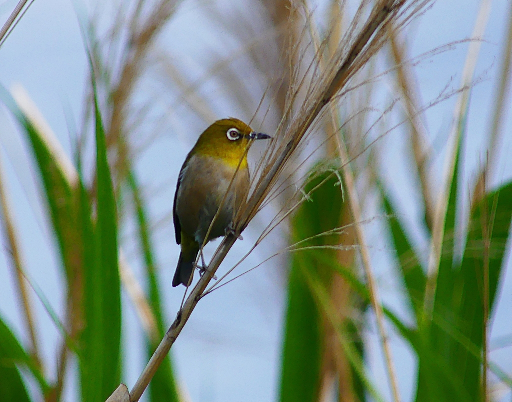 P4130085：メジロ_R