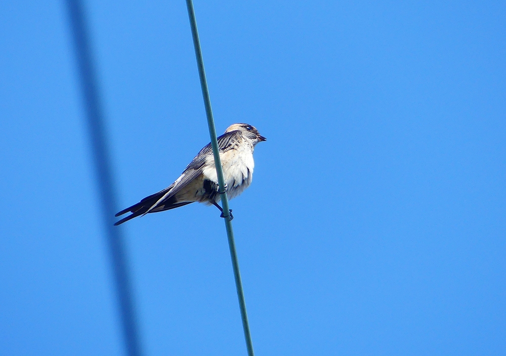 P1180588：コシアカツバメ_R