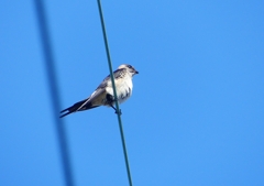 P1180588：コシアカツバメ_R