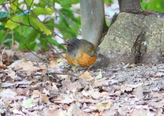 P1770740：オオアカハラ_R
