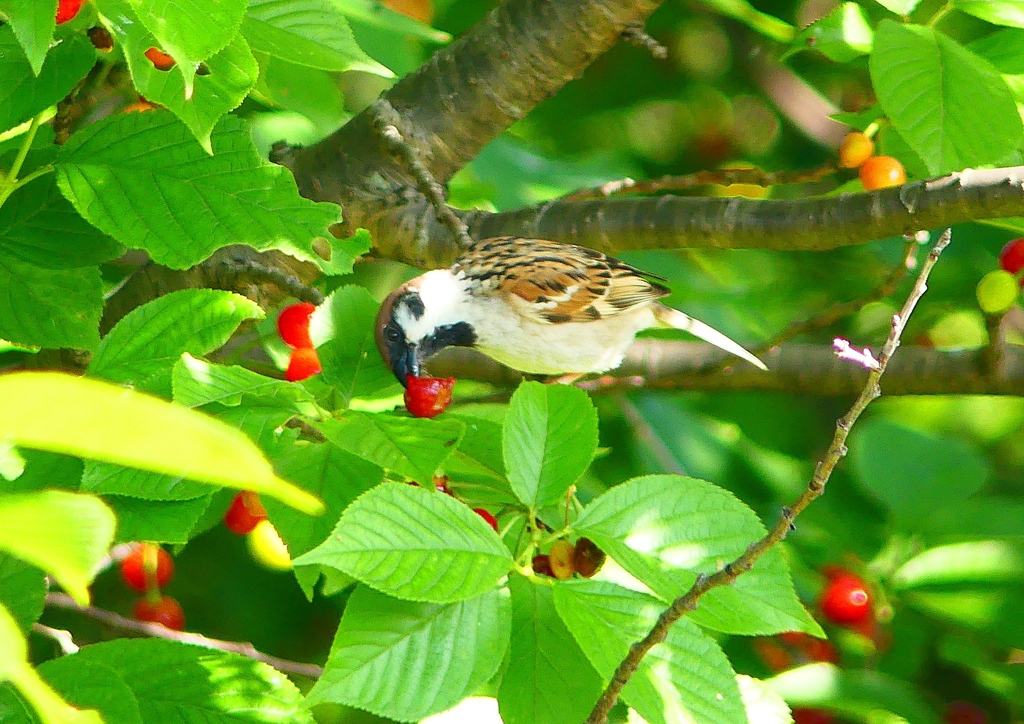 P4940874：スズメ_R