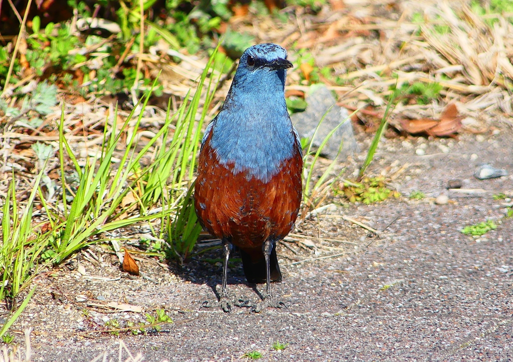 P1860757：イソヒヨドリ（オス）_R