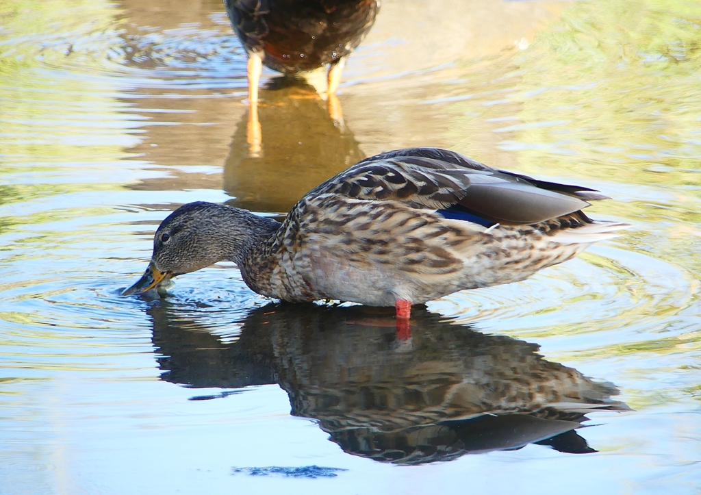 P1220147：マガモ_R