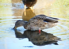 P1220147：マガモ_R