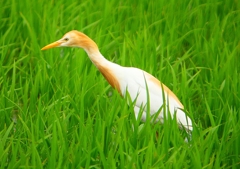 P1060104：アマサギ_R