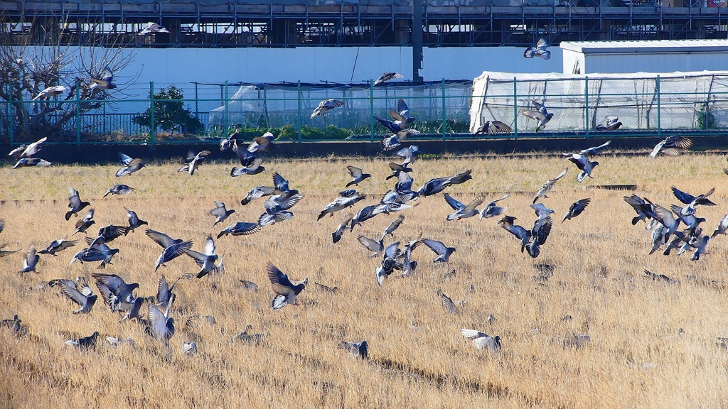 P1630432：飛ぶカワラバト_R
