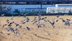P1630432：飛ぶカワラバト_R