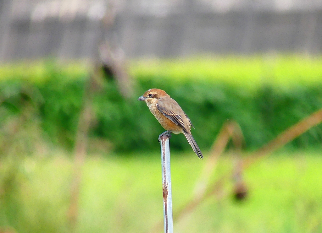 P4350143：モズ（メス）_R