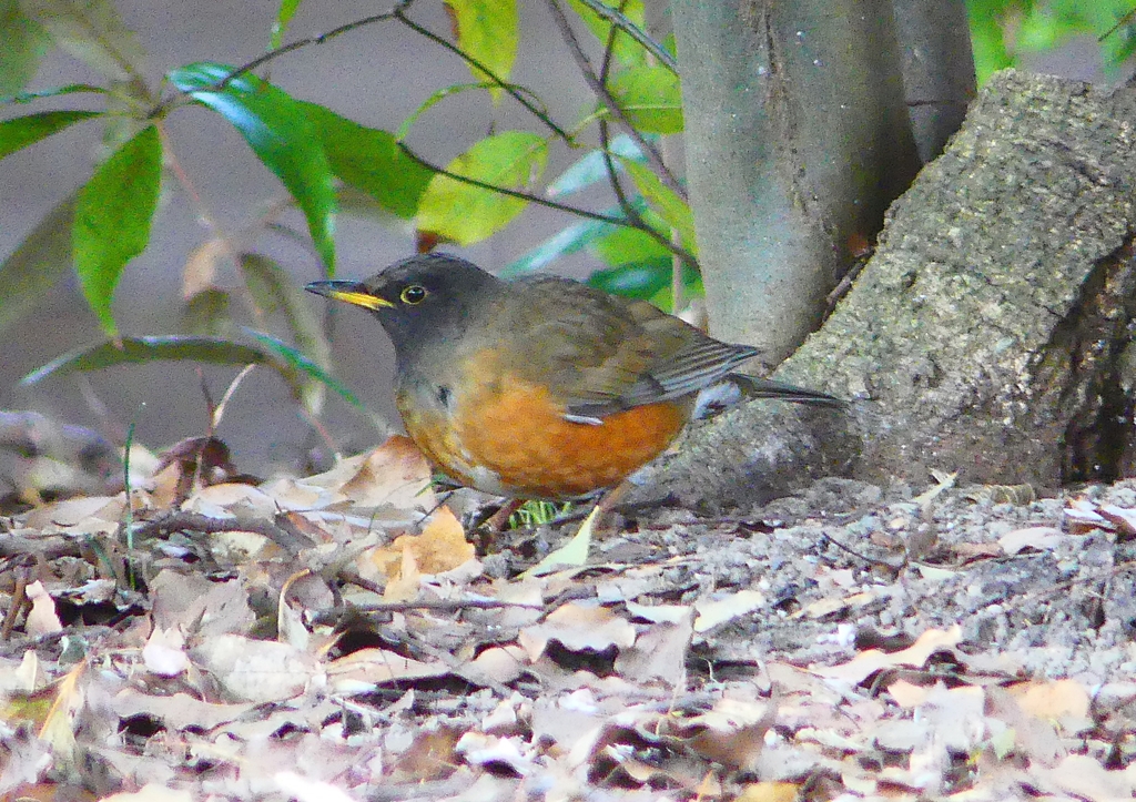 P1770762：オオアカハラ_R