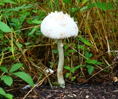 P4210481：キノコ_R
