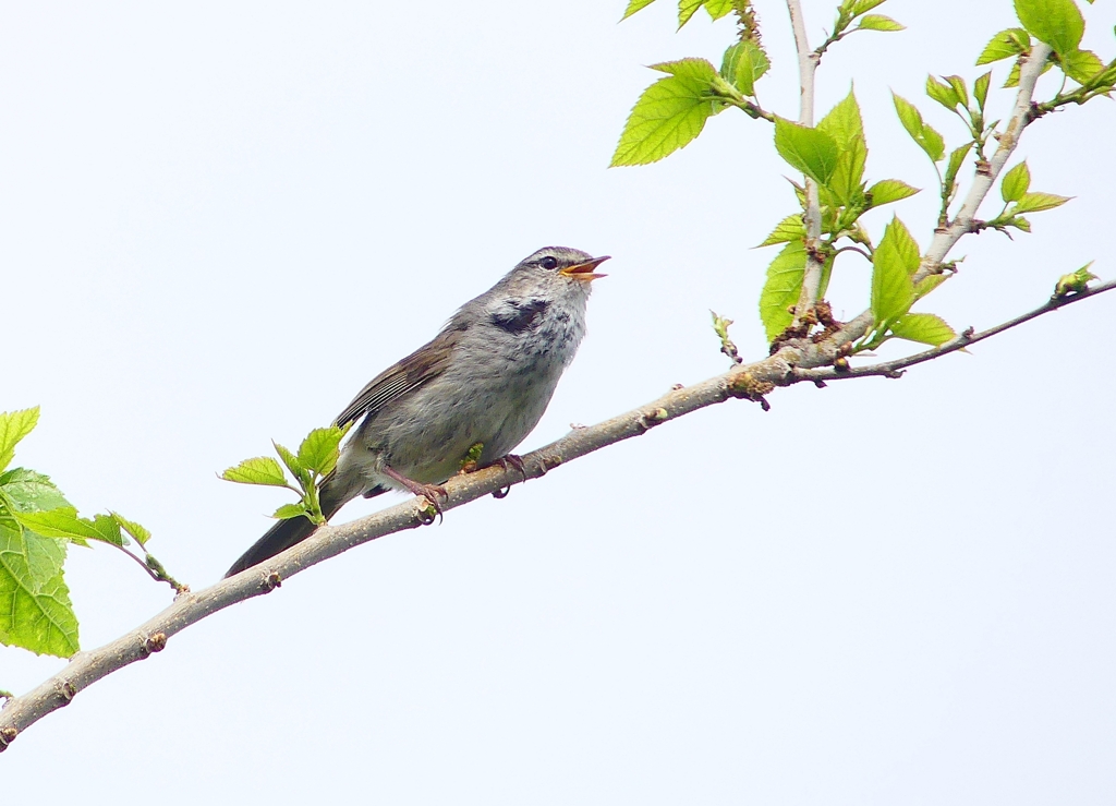 P4930576：ウグイス_R