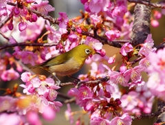 P3900110：河津桜にメジロ_R