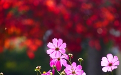 P4460512：コスモスと紅葉_R