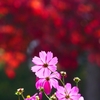 P4460512：コスモスと紅葉_R