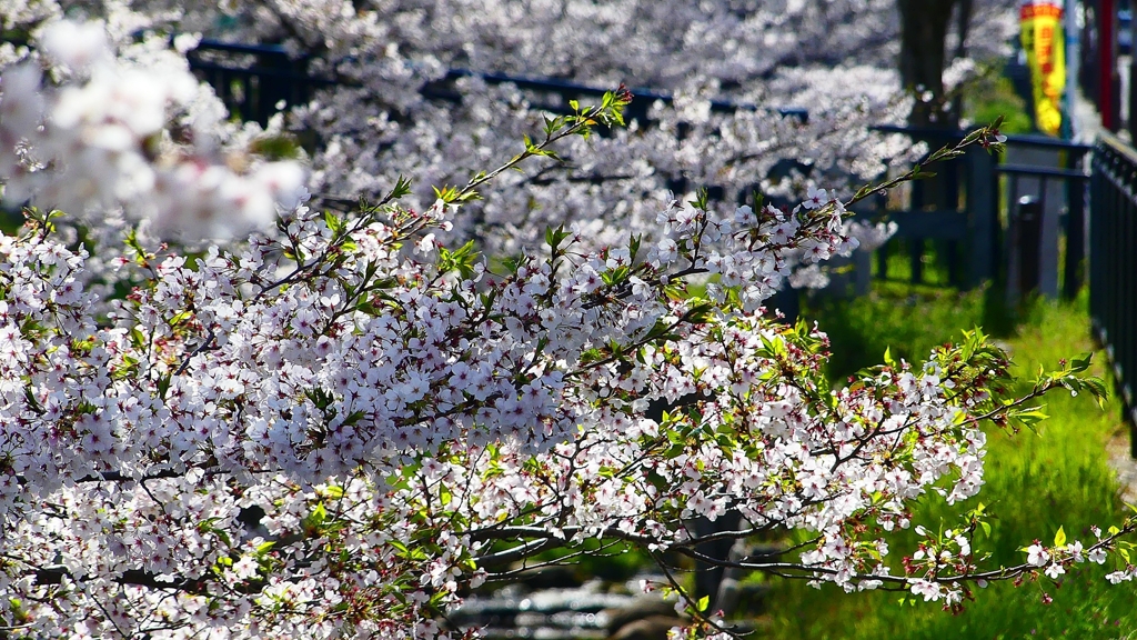 P1900252：ソメイヨシノ_R