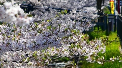P1900252：ソメイヨシノ_R