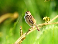 P4180420：セッカ_R