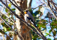 P1720096：イカル_R