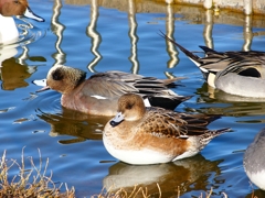 P3690629：アメリカヒドリ（オス）とヒドリガモ（メス）_R