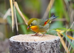 P1600189：ソウシチョウ_R