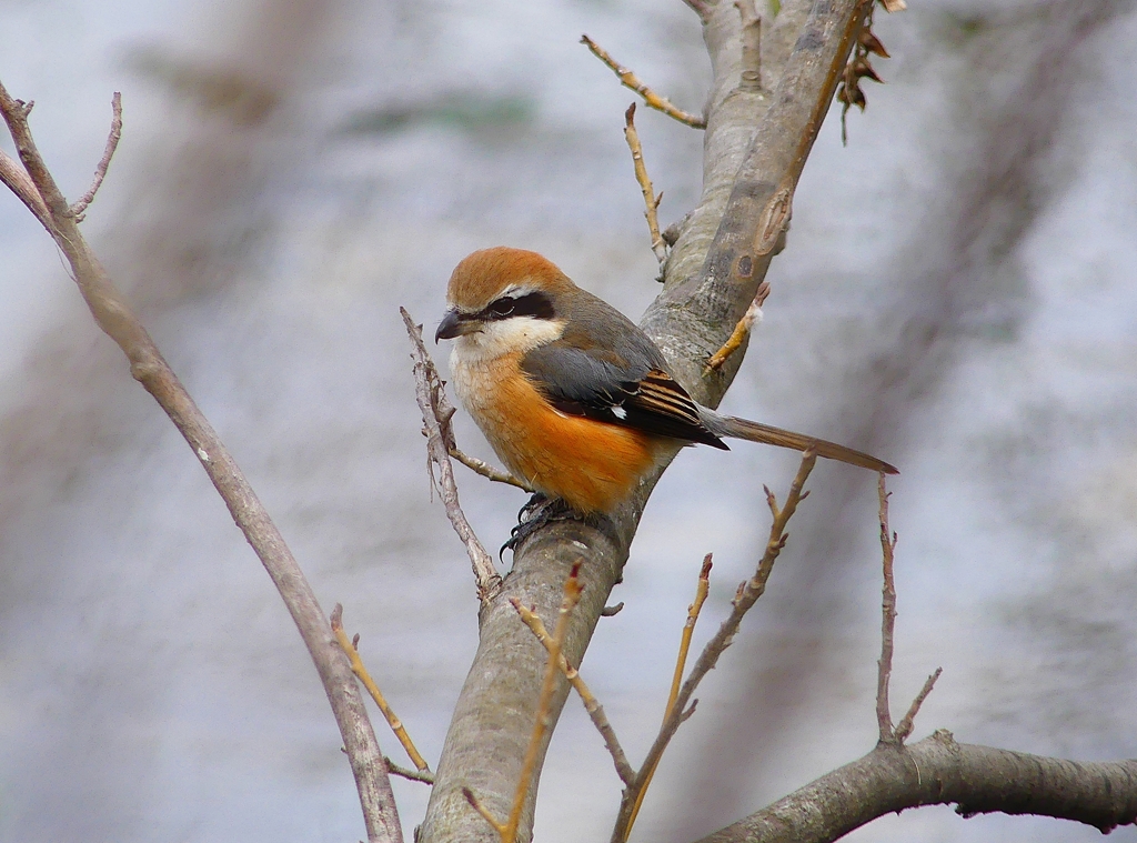 P4760802：モズ（オス）_R