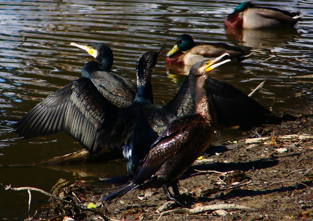 P1690610：カワウ_R