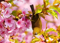 P1890633：河津桜にメジロ_R
