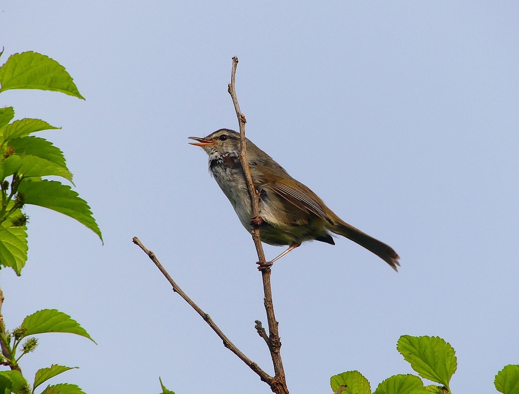 P4040873：ウグイス_R
