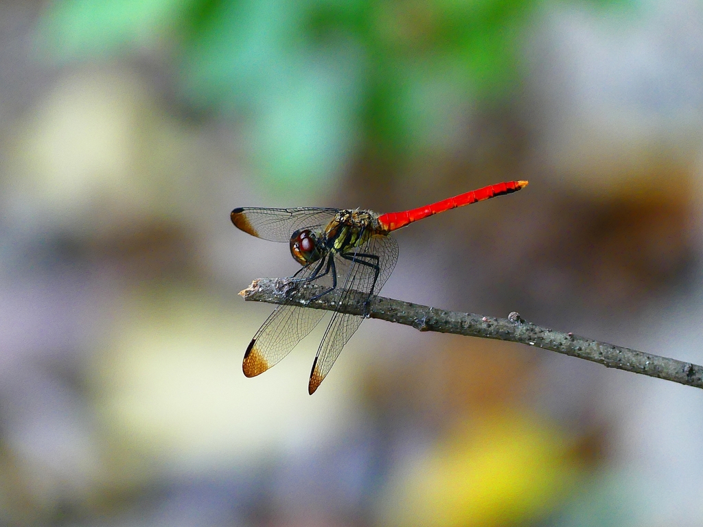P1130449：リスアカネ_R