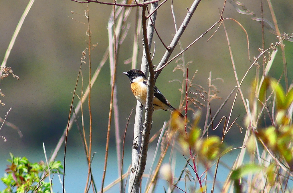 P4850854：夏羽ノビタキ（オス）_R