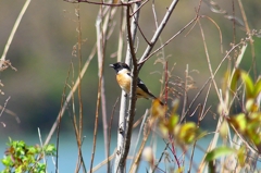 P4850854：夏羽ノビタキ（オス）_R