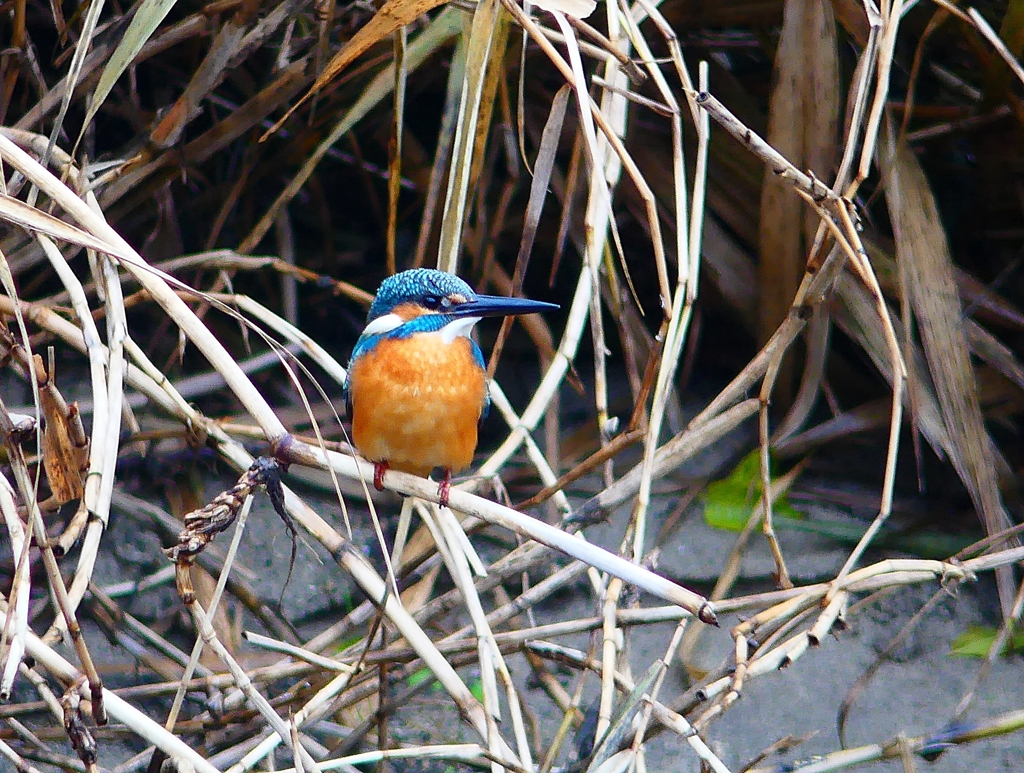 P4570048：カワセミ（オス）_R