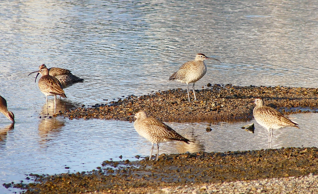 P4950433：チュウシャクシギ_R