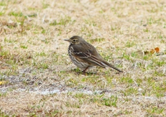 P4650859：タヒバリ_R