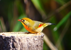 P1890035：ソウシチョウ_R