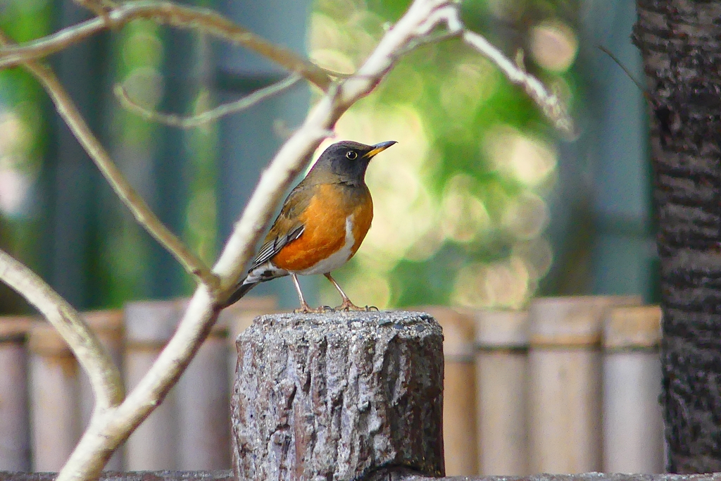 P4710434：オオアカハラ_R