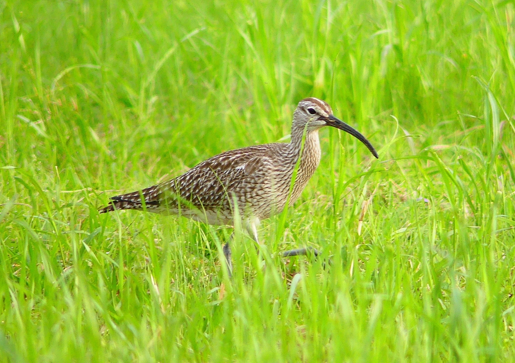 P1990294：チュウシャクシギ_R