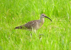 P1990294：チュウシャクシギ_R