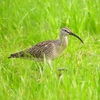 P1990294：チュウシャクシギ_R