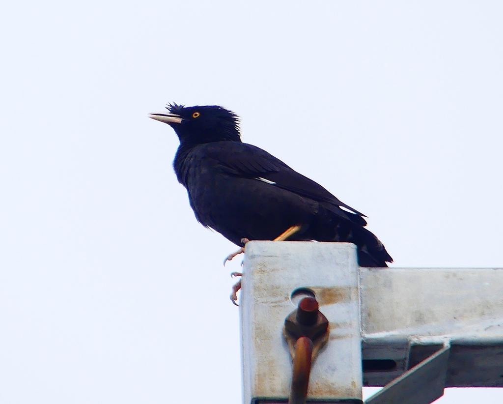 P1030168：ハッカチョウ_R
