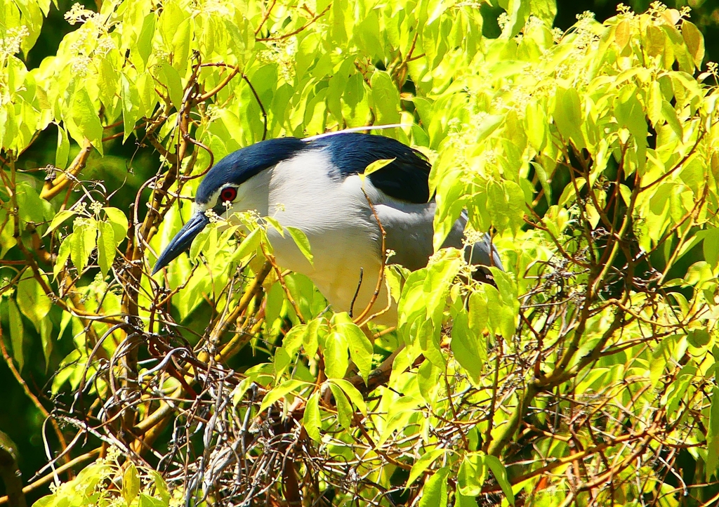 P2010659：ゴイサギ_R