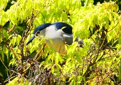 P2010659：ゴイサギ_R