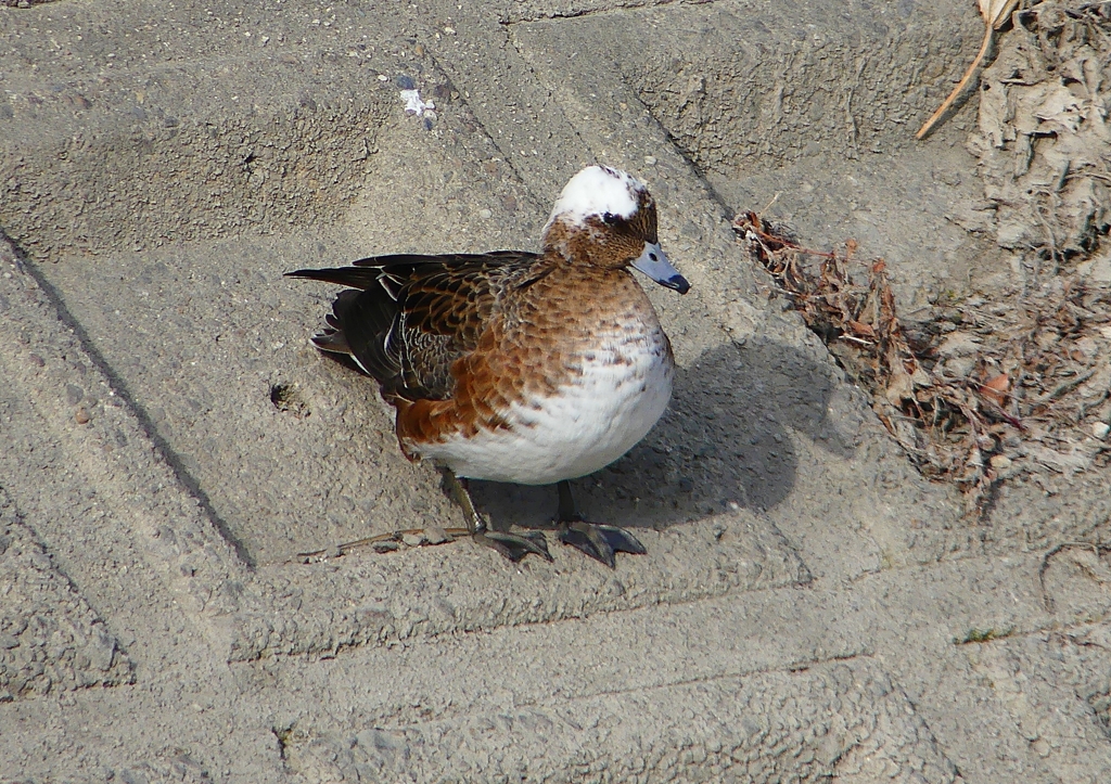P1580048：頭が白いヒドリガモ_R