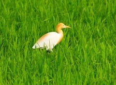 P1050752：アマサギ_R