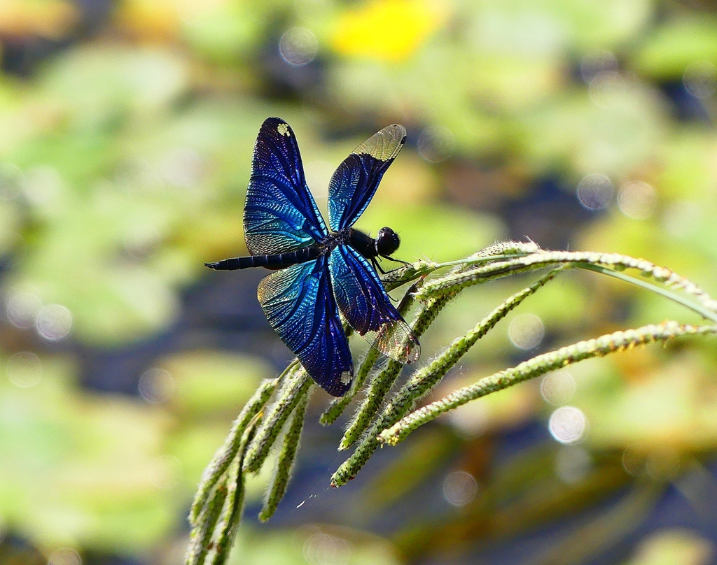 P4230143：チョウトンボ_R