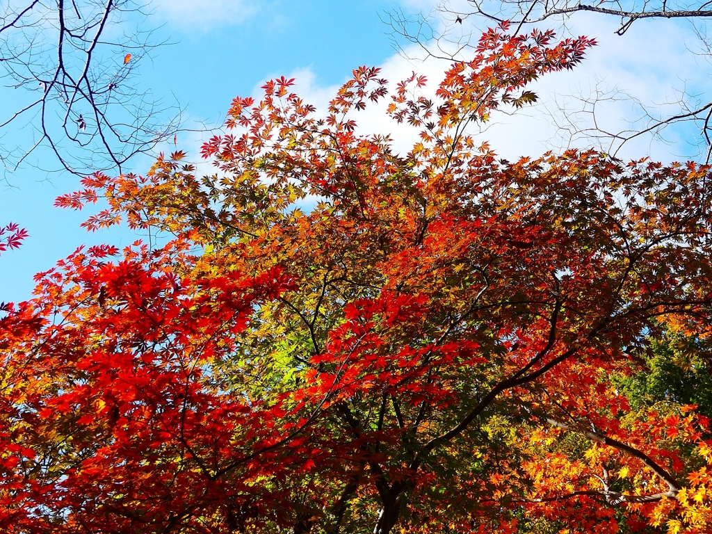 P4520005：紅葉_R