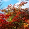 P4520005：紅葉_R