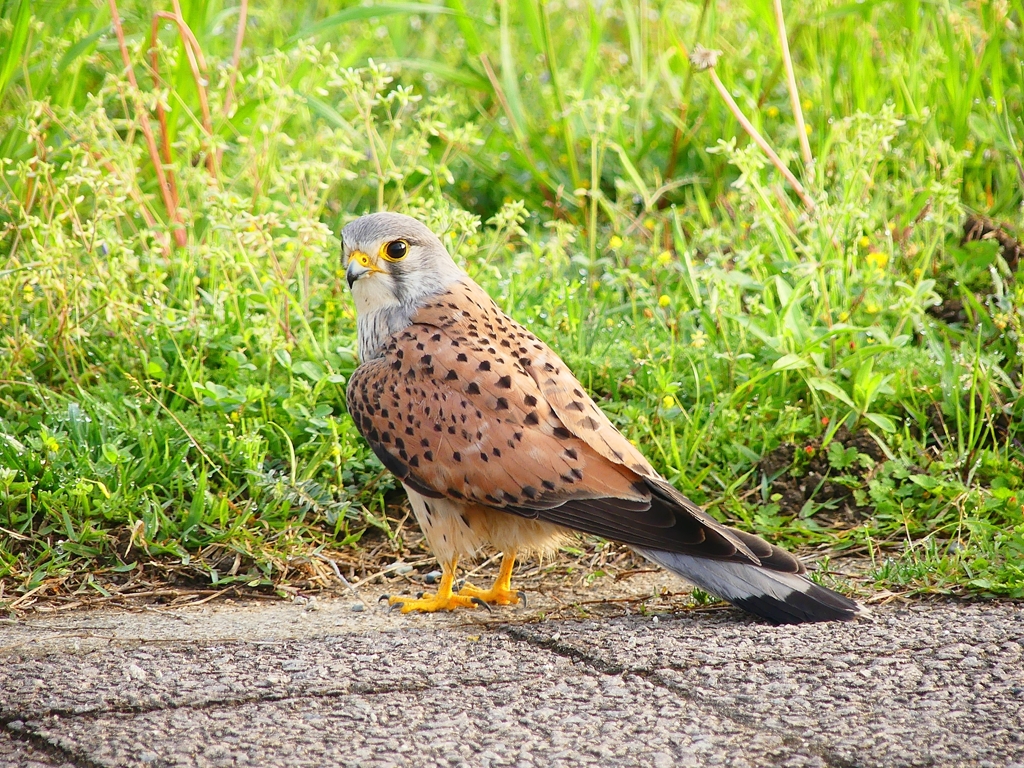 P4040798：チョウゲンボウ_R